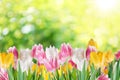 Tulips On A Blur Background.