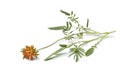 Twig Of Orange Kidneyvetch Flo...