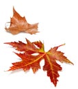 Two Autumn Leaves On A White B...