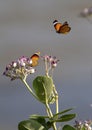 Two Butterflies And Flowers