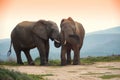 Two elephants in addo elephant park,  south africa