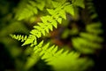 Two ferns intersecting