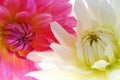 Two Flowers