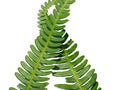 Two green crossed frond ferns