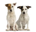 Two Jack russell terriers sitting and looking at the camera