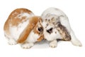 Two Rabbits Isolated On A Whit...