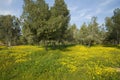 Typical Israeli Nature In Winter