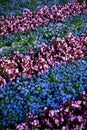 Urban Flower Garden
