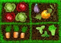 Vegetable Garden