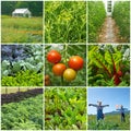Vegetable Garden