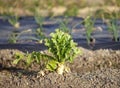 Vegetable Garden