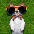Very funny gay dog