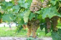 Vineyard in Niagara-on-the-lake, Ontario, Canada