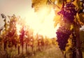Vineyard At Sunset