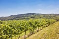 Vineyards Landscape In Wachau