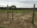 Vineyards at a winery in Texas