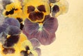Vintage Viola Flowers Background