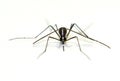 Virus Carrying Mosquito isolated on white background