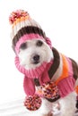 Warm dog wearing knitted beanie and jumper