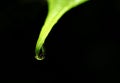 Water Drop On A Leaf Tip