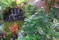 Water Garden