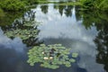 Water Lily Pads On Lake