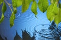 Water Ripples Leaves Rain Back...