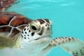 Water Turtle