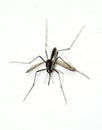 West Nile Virus Mosquito
