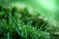 Wet Grass