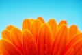 Wet Orange Petals Of Daisy Flo...