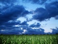 Wheat field and dark bly stormy sky.