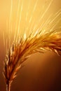 Wheat Macro