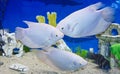White cichlidae malawi of lake in aquarium Royalty Free Stock Images