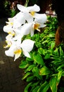 White Dendrobium Orchids In Ba...