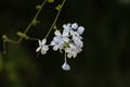 White Flowers