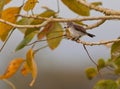 White-headed Marsh Tyrant