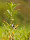 White-headed Marsh Tyrant