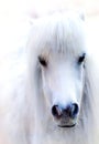 White Horse