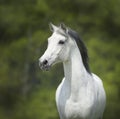 White Horse On The Green Backg...