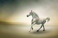 White Horse In Motion