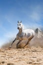 White Horse Runs Gallop In The...