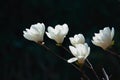White Magnolia Flowers