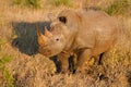 White Rhinoceros in Golden Light, Kruger National Park, South Africa