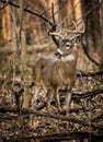 White Tail Deer Buck