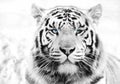 White Tiger