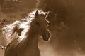 White Wild Horse