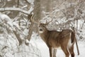 Whitetail Buck Deer in the snow