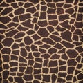 Wild Animal Skin