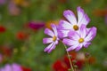 Wild Flowers